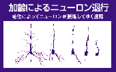 �L���͂̌���