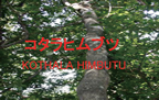 �R�^���q���u�c